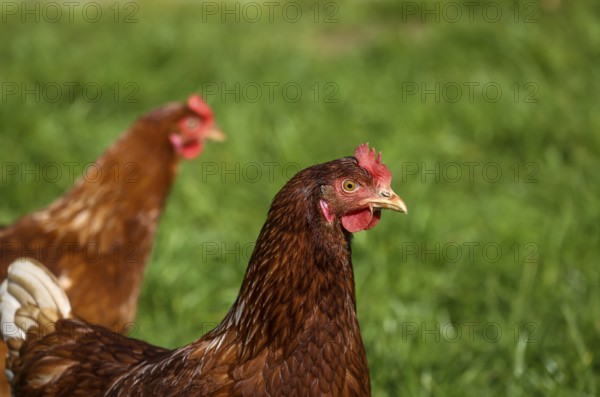 Wesel, North Rhine-Westphalia, Germany, Free-range organic chickens in a meadow in front of a Hühnermobil. Free-range chickens live outdoors all year round on the meadow by and in the Hühnermobil, a mobile chicken coop, Europe