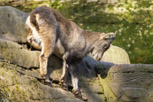 Alpine ibex (Capra ibex), in the mountains, Bavaria, Germany, Europe