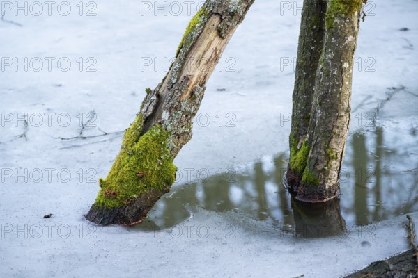 Winterladscape of a swamp with ice, Lengenbach, Deining, Upper Palatinate, Bavaria, Germany, Europe