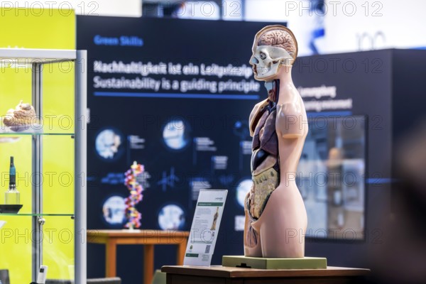 Human body model with muscles and organs for biology lessons. Scientific teaching aid from Hedinger for science lessons. Europe's largest education fair Didacta in Stuttgart, Baden-Württemberg, Germany, Europe