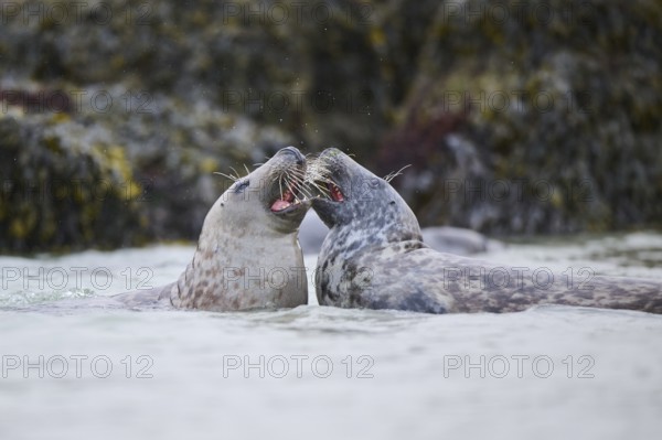 Grey seal (Halichoerus grypus) playing with each other in the water, sea, Düne, Helgoland, Schleswig-Holstein, Germany, Europe