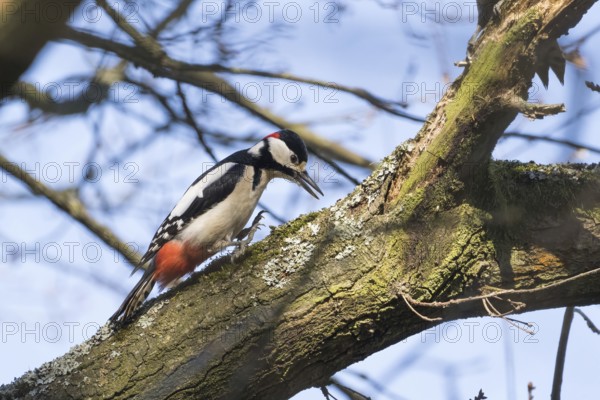 A great spotted woodpecker (Dendrocopos major) lands on a branch, surrounded by branches and blue sky, Hesse, Germany, Europe