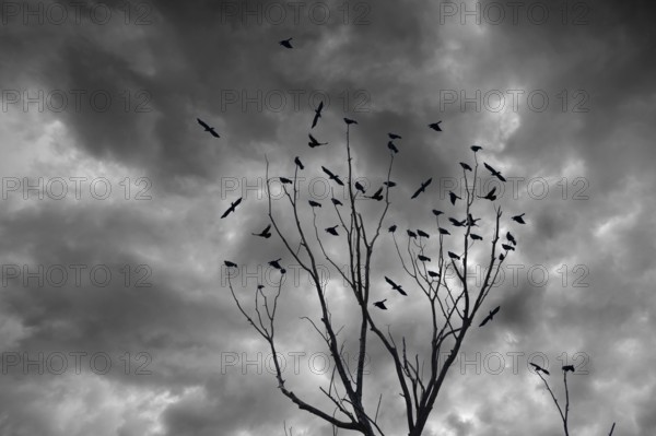 Raven crows (Corvus corone) sitting on a bare treetop, rain clouds, Bavaria, Germany, Europe