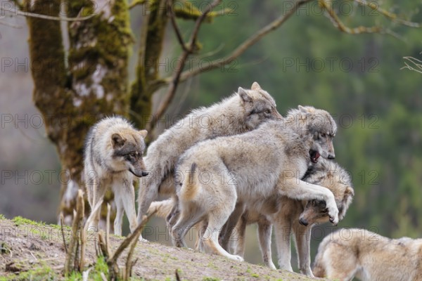 A pack of grey wolves (Canis lupus lupus) playing on a hill and showing social behaviour