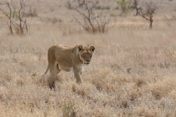 African lion (Panthera leo melanochaita), lioness, adult female walking in dry grass, savanna, Kruger National Park, South Africa, Africa