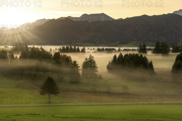Idyllic landscape at sunrise with mountains, trees and light fog, near Füssen, Ostallgäu, Allgäu, Bavaria, Germany, Europe