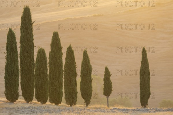 Cypress tres in a typical Tuscan landscape in Val d'Orcia with hills at sunrise in summer, Tuscany, Italy, Europe