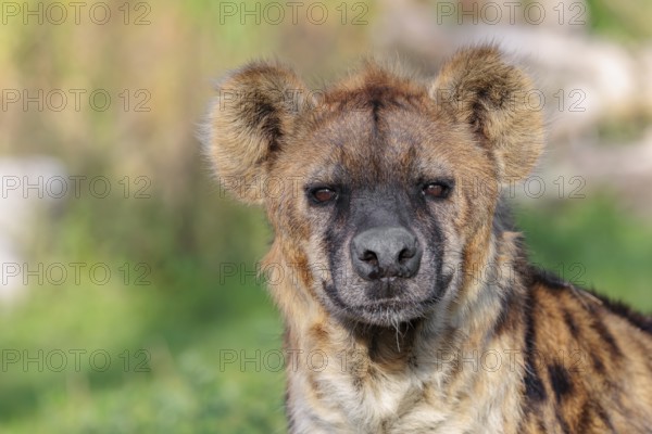 Portrait of a Spotted Hyena (Crocuta crocuta), or Laughing Hyena in beautiful light