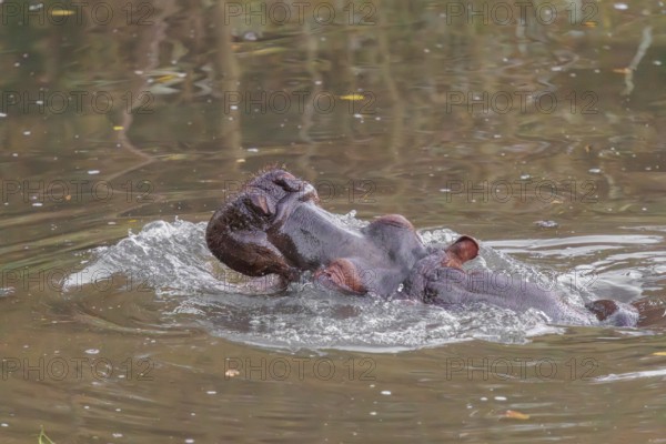 An adult hippopotamus (Hippopotamus amphibius) standing in shallow water with its mouth wide open