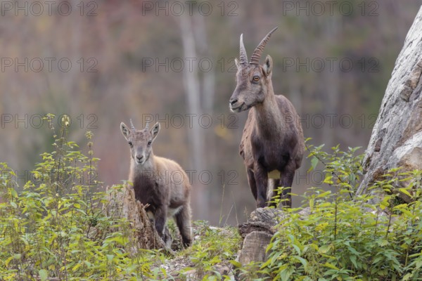 A female and a young ibex (Capra ibex) standing on a cloudy day on a green meadow on top of a hill. A forest in fall foliage can be seen in the background