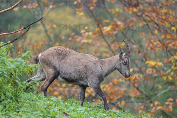 A female ibex (Capra ibex) walks down a hill on a green meadow on a cloudy day. A forest in autumn leaves can be seen in the background