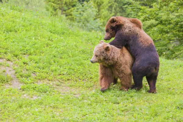 A young male Eurasian brown bear (Ursus arctos arctos) and a much older female mate (sort of) at the edge of a forest