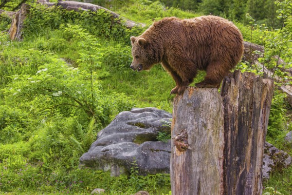 An adult female brown bear (Ursus arctos arctos) uses the top of a dead tree as a vantage point