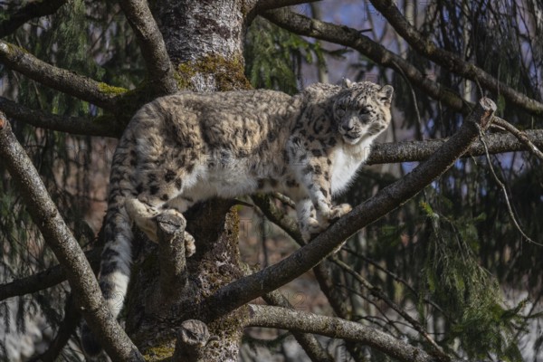 One adult snow leopard (Panthera uncia) standing high up in a tree, watching something in the distance. Blue sky in the background