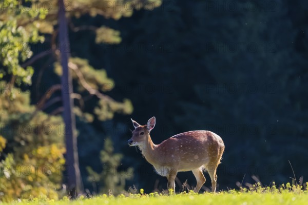 One female Manchurian sika deer or Dybowski's sika deer (Cervus nippon mantchuricus or Cervus nippon dybowskii) stands at a forest edge on hilly ground. Backlight