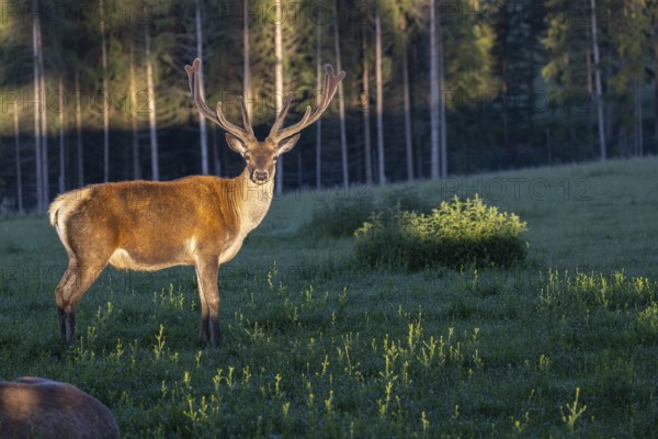 One Altai maral stag, Altai wapiti or Altai elk (Cervus canadensis sibiricus) standing on a meadow in the first light of the day