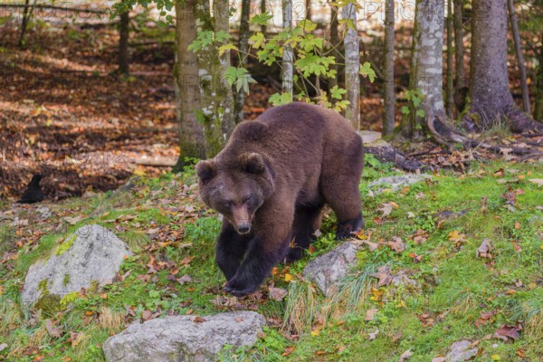 A young male Eurasian brown bear (Ursus arctos arctos) runs out of a forest