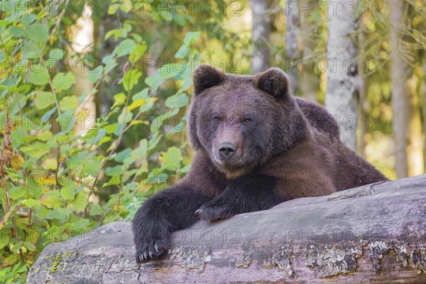 A young male Eurasian brown bear (Ursus arctos arctos) rests on a rotting log lying on the ground