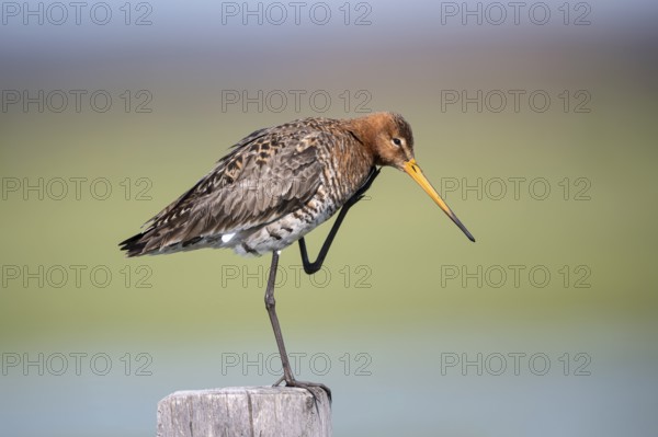 Black-tailed godwit (Limosa limosa), preening itself, plumage care, Ochsenmoor, Dümmer, Lemförde, Lower Saxony, Germany, Europe
