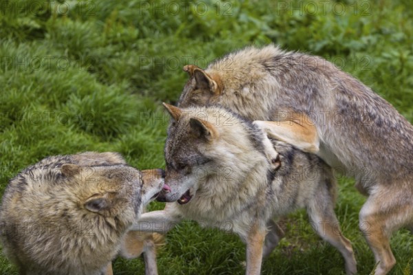 Three adult male eurasian gray wolves (Canis lupus lupus), social behaviour, dominance