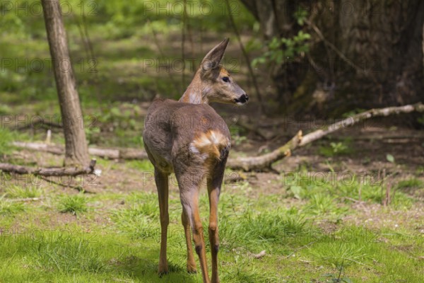 One female Roe Deer, (Capreolus capreolus), stands on a meadow at a forest edge