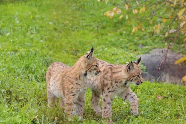 Two young Eurasian lynx (Lynx lynx) play in a green meadow