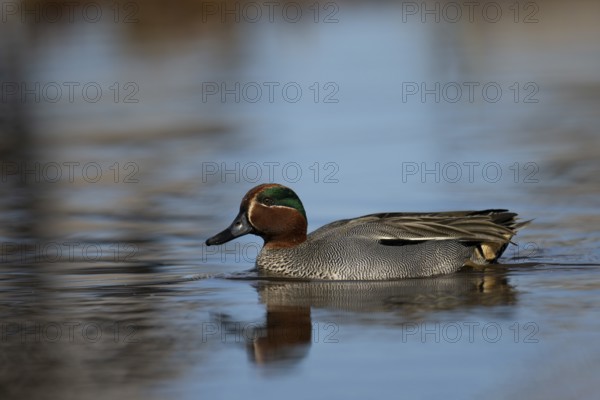 Teal, Creeping Teal or Quail Duck (Anas crecca), Sweden, Europe