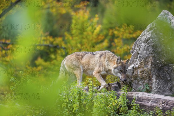 A Eurasian gray wolf (Canis lupus lupus) stands, framed by leaves, on a hill between rocks and rotting tree trunks. Behind it lies a forest in intense autumn colors