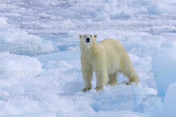 Lone polar bear (Ursus maritimus) hunting on pack ice, picking up scent of prey in the Arctic Ocean along the Svalbard coast, Spitsbergen, Norway, Europe