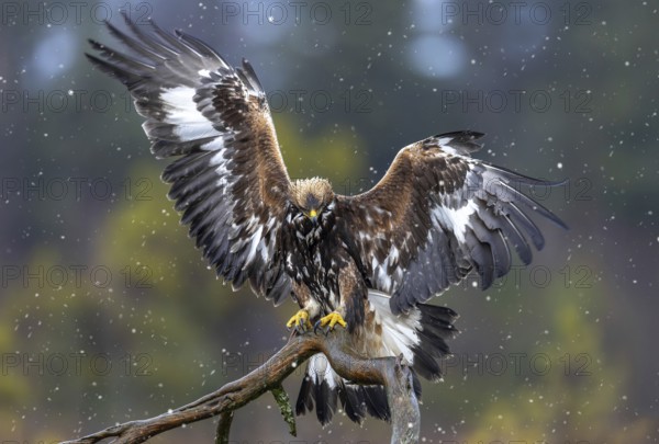European golden eagle (Aquila chrysaetos chrysaetos) juvenile landing on branch in moorland, heathland during snowfall in winter