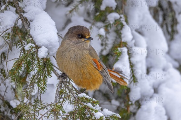 Siberian jay (Perisoreus infaustus, Corvus infaustus) perched in spruce tree in snow covered taiga in winter, Scandinavia