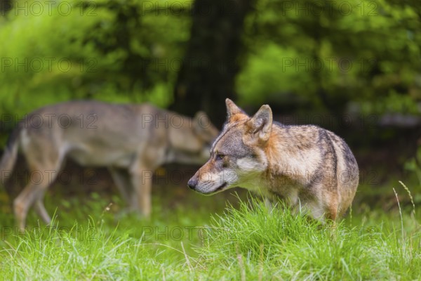 An adult male eurasian gray wolf (Canis lupus lupus) stands in a forest. A second wolf is passing behind him