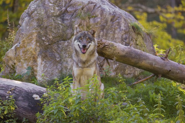 A eurasian gray wolf (Canis lupus lupus) sits on a log in front of a rock, observing the area. A forest in fall foliage is in the background