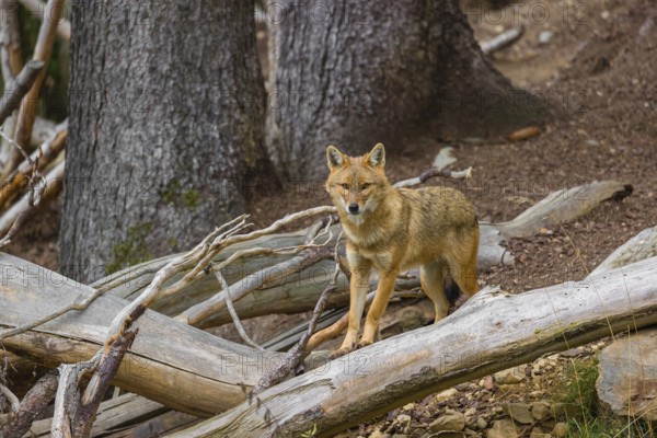 One golden jackal (Canis aureus)stands on the forest floor between fallen trees