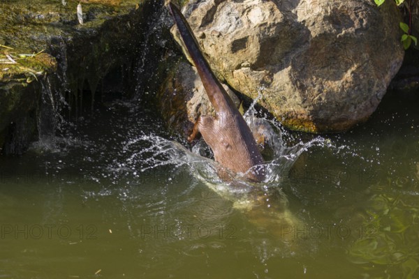 A giant otter or giant river otter (Pteronura brasiliensis) jumps down into the river from a mossy rock at a little cascade