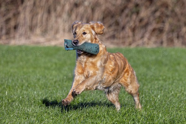 Golden retriever, gun dog running and fetching training dummy in field