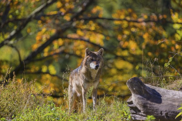 One eurasian gray wolf (Canis lupus lupus) standing on a small hill between logs and rocks with a colourful fall foliage in the background