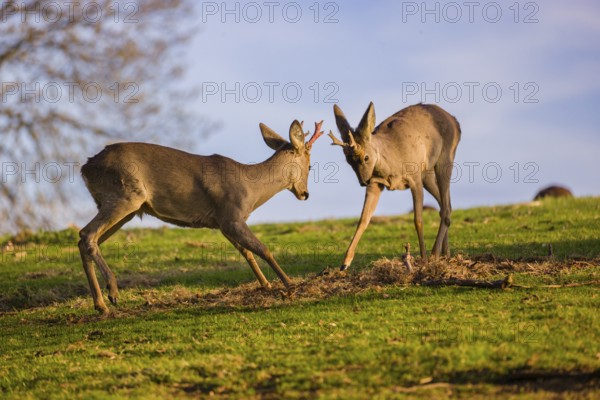 A roebuck (Capreolus capreolus) sweeps his antlers on the ground, a second roebuck is grazing