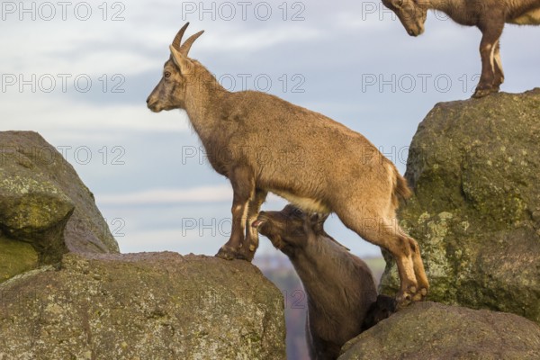 Two ibex (Capra ibex), a male and a female, stand on a rock. The male shows some flehming and sniffs on the female