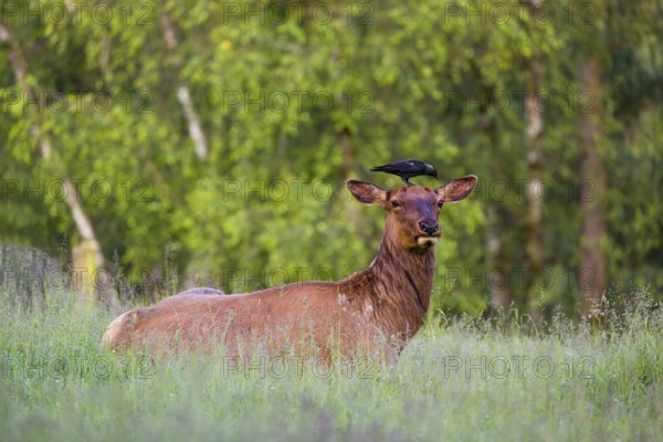 A female wapiti (Cervus canadensis) rests in a green meadow in the early morning. A western jackdaw (Coloeus monedula) stands on the head of the wapiti and pecks for insects