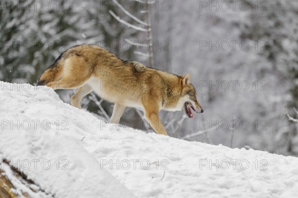 A young grey wolf (Canis lupus lupus) runs across the sloping, snow-covered meadow at the edge of a forest on a cold, cloudy day