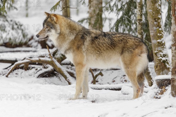 A young grey wolf (Canis lupus lupus) stands on the snow-covered forest floor on a cold, cloudy day