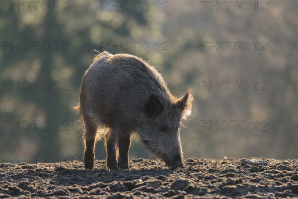 A wild boar (Sus scrofa) searches for food on a frozen field
