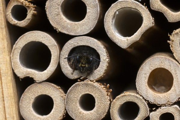 Horned mason bee (Osmia cornuta), looking out of its nesting tube, insect hotel, Oberhausen, Ruhr area, North Rhine-Westphalia, Germany, Europe