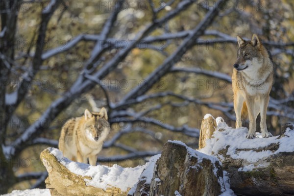 Two grey wolves (Canis lupus lupus) stand on the snow-covered fallen tree at the edge of a forest on a cold, sunny day