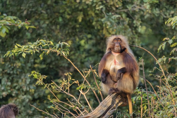 An adult male and a female Gelada (Theropithecus gelada), or bleeding-heart monkey sit close together on a tree trunk lying on the ground