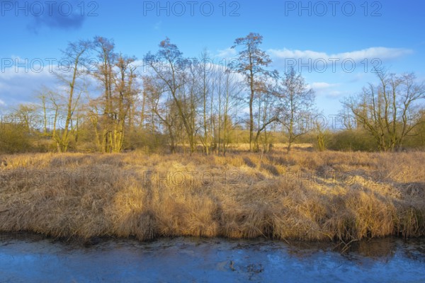 View of the vegetation along the Fangegraben and cycle path at the Steinhuder Meer, ditch, trees, landscape photo, nature photo, flora, fauna, landscape format, willow, grasses, lowland, sky, clouds, Hagenburg, Steinhude, Hanover region, Lower Saxony, Germany, Europe