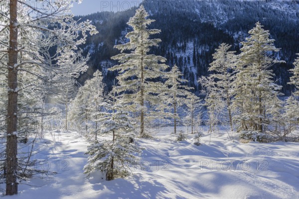 Isar valley in winter at temperatures of minus 18 degrees Celsius. Snow covered landscape with the Isar river flowing through. Some hoar frosted trees. Early morning