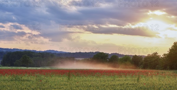 Field of corn poppies, in the background the Lindenberg at sunset, Merenschwand, Freiamt, Canton Aargau, Switzerland, Europe