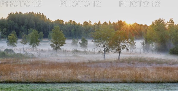 Trees in the early morning mist at sunrise, Eigenried raised bog, Zugerberg, Canton Zug, Switzerland, Europe